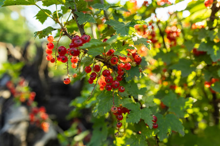 Red current grows on a bush in garden. Ripe red current close-up as background. Concept of nature, organic food and gardening.の写真素材