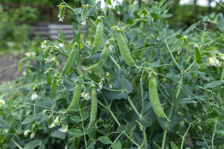 The green peas in the vegetable garden.