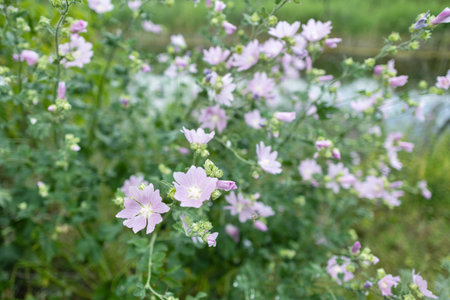 Blooming Malva Thuringiaca plant grows in the meadow,の写真素材
