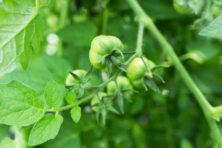 Unripe green tomatoes growing on the garden bed. Tomatoes in the greenhouse with the green fruits. The green tomatoes on a branch.の写真素材