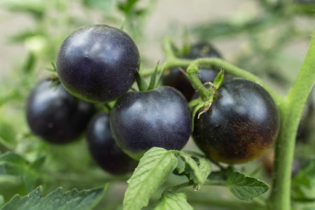 Natural black tomato grows in farm garden greenhouse.の写真素材