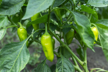 Green pepper plants at agricultural field.の写真素材