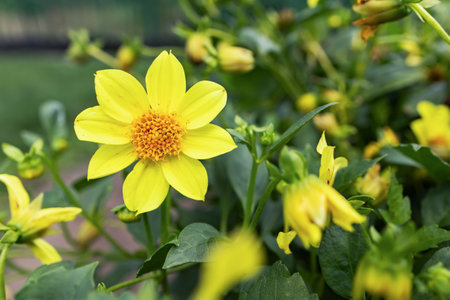 Yellow dahlia flower is blooming in the garden. A wonderful yellow dahlia, a summer flowerの写真素材