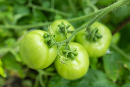 A bunch of green tomatoes on a bush. Tomatoes ripen in the garden. Bush with green tomatoes. Lots of tomatoes on the bush.の写真素材