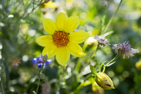 Yellow dahlia flower is blooming in the garden. A wonderful yellow dahlia, a summer flowerの写真素材