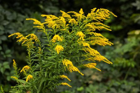 Yellow Solidago gigantea, also known as tall goldenrod and giant goldenrod, in flower.の写真素材
