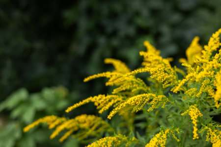 Solidago canadensis blooms wildly in nature in late summer.の写真素材