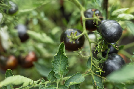 Natural black tomato grows in farm garden greenhouse.の写真素材