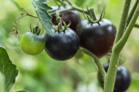 harvesting black tomatoes in garden.の写真素材