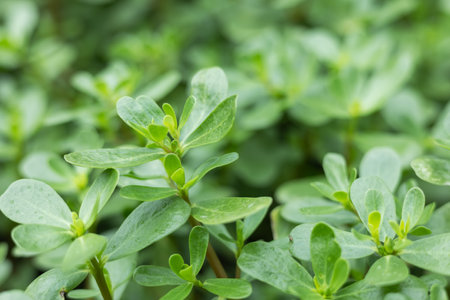 Portulaca oleracea common purslane, verdolaga, pursley. It is used as traditional Chinese medical herbal, which has cooling and detoxification effect.の写真素材