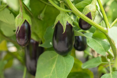 Ripe eggplant in the garden. Fresh organic eggplant. Purple eggplant grows in the soil. Eggplant culture grows in the greenhouse. Ripe purple aubergine. Growing vegetables in the greenhouse.の写真素材