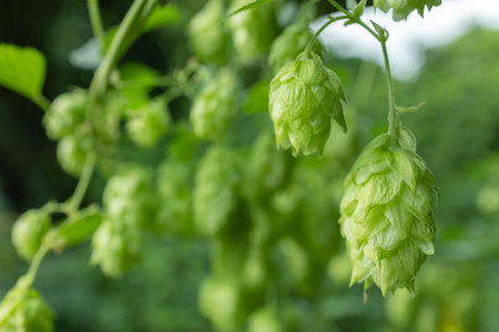 Branch of common hops with inflorescences in nature. Green hop cones.