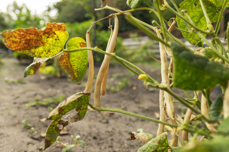 Ripe pods of kidney bean growing on farm. Bush with bunch of pods of haricot plant Phaseolus...