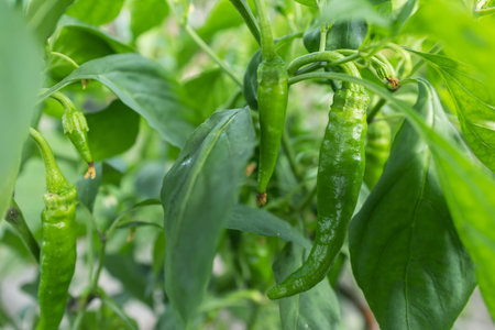 Chili pepper plantation with plastic film placed over the ground, yellow chilli pepper plant in a...