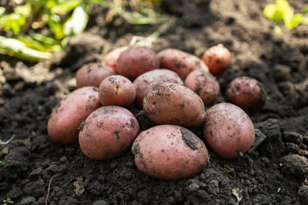 fresh organic potatoes in the field, harvesting potatoes from soil.の写真素材