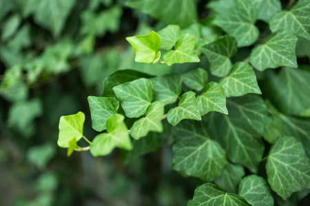 Ivy, Hedera helix or European ivy leaf. Close up photo.の写真素材