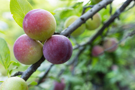 Fruit of a Japanese plum tree.の写真素材