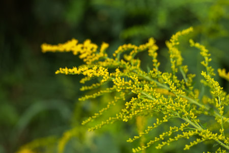 Yellow Solidago gigantea, also known as tall goldenrod and giant goldenrod, in flower.の写真素材