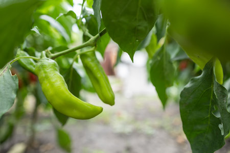 Ripe yellow pepper on a bush. Yellow paprika in the garden.の写真素材