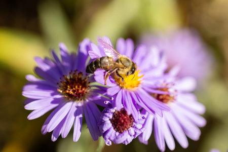 Bee sucks nectar from a blue flower. close up.