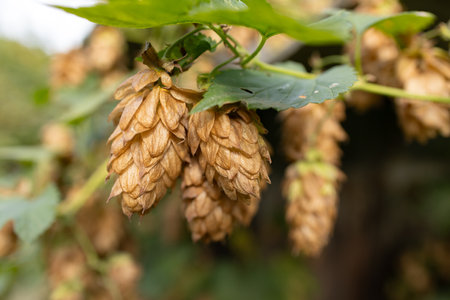 ocher-colored hop flowers on a blurred background.の写真素材
