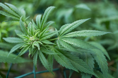 Ripe cannabis plant hemp. Blooming marijuana flower and leaves growing in homemade garden. Shallow depth of field and blurred background.の写真素材