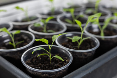 Growing vegetables on the windowsill in the house, young tomatoes in pots on the window. Healthy...