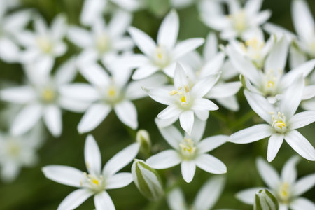 Buds and white flowers of Ornithogalum umbellatum in mid May.