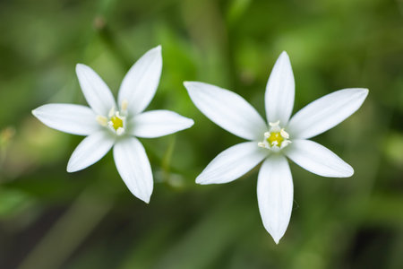 ornithogalum flowers. beautiful bloom in the spring garden.