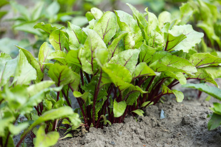 Young fresh beet leaves. Beetroot plants in a row from a close distance.