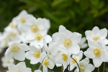 Anemonoides sylvestris Anemone sylvestris, known as snowdrop anemone or snowdrop windflower, is a...