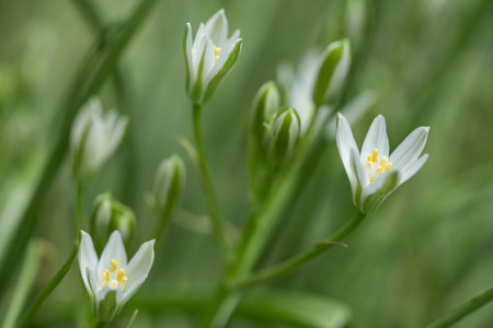 Buds and white flowers of Ornithogalum umbellatum in mid May.