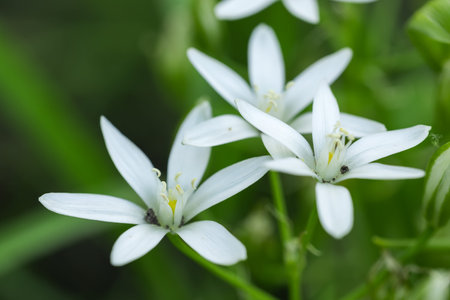 ornithogalum flowers. beautiful bloom in the spring garden.