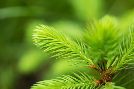 Green young needles on the branches of a spruce. Young spruce branch with bright green needles.