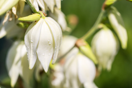 Inflorescences of Yucca filamentosa in the form of a panicle with white flowers in the botanic garden.の写真素材