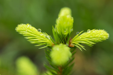 Green young needles on the branches of a spruce. Young spruce branch with bright green needles.