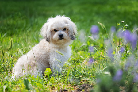 Maltese dog, pet white puppy in garden, summeritme.