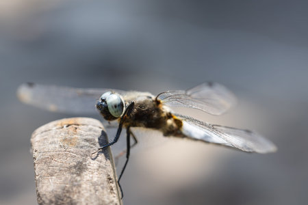 Dragonfly perched on a tree branch, dry wood and nature background,