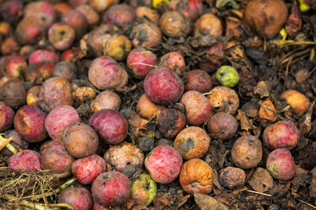 Rotten apples. Fallen rotten apples. Rotten apples like thrown garbage.