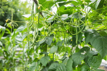 Cowpea Vigna unguiculata in the garden.