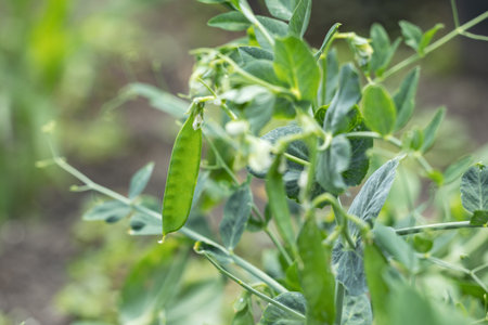 Ripe green pea pods in the garden. Natural and healthy vegetables.