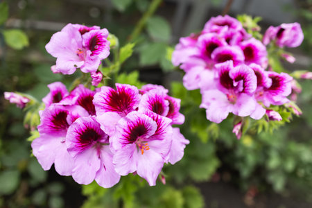 Pelargonium crispum Angel eyes, Geranium Angel's Perfume with Pink flowers.