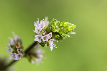 Fresh green mint leaves and flowers in the garden.