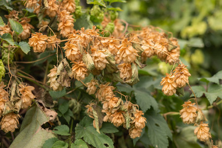 Dried hop cone glows in warm evening sunlight while green leaves of the hop plant fade softly in the...