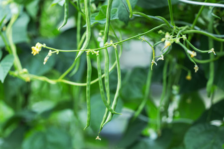 Vigna unguiculata also known with common name cowpea, black eyed pea, asparagus bean with green...