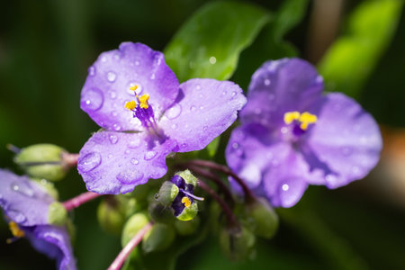 Perennial herb scientific name Tradescantia virginiana. Blooms from June to September. Gardening and...