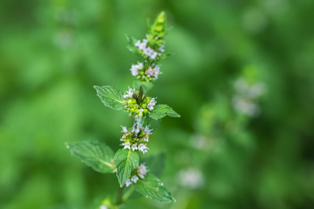 Peppermint flowers. Mint branch Herbal medicine.の写真素材