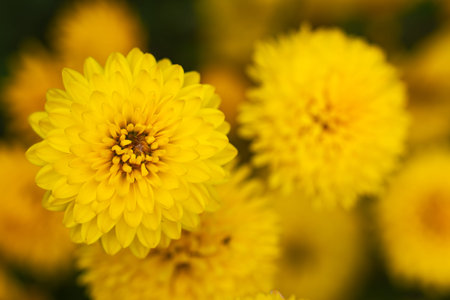 Chrysanthemums. Yellow chrysanthemums. Yellow flowers. Chrysanthemums are long-livers of the garden....