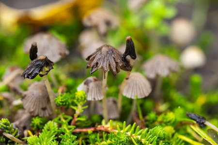 coprinellus disseminatus also known as fairy inkcap,