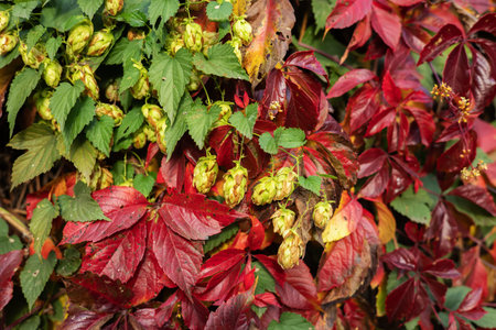 beautiful wild grapes and ivy, autumn red leaves of wild grapes.